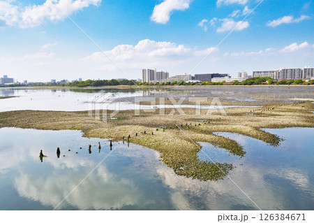 谷津干潟（千葉県習志野市） 126384671