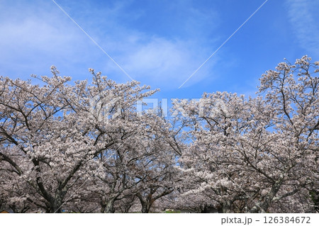 赤穂城跡公園　満開の桜 126384672