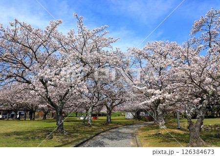 赤穂城跡公園 満開の桜 赤穂城跡公園 満開の桜 126384673