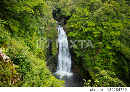 ハワイの休日　ハワイ島  アカカ滝州立公園 126384730