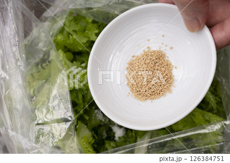 獲れたてわさび菜の浅漬けを作る工程 126384751