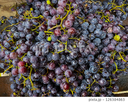 Purple grape grapes on stems in background. 126384863
