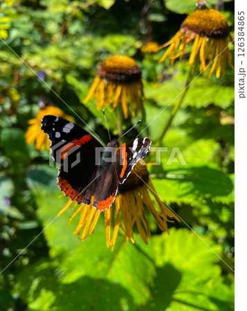 Insects on plants and flowers in spring Insects on plants and flowers in spring 126384865