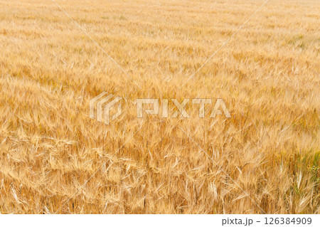 小麦畑 126384909