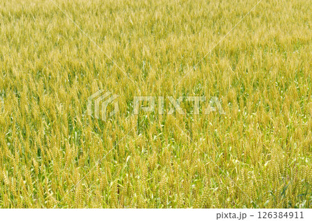 小麦畑 126384911