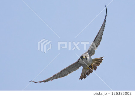 五月晴れに餌を掴んでこちらに向かって来るハヤブサ 五月晴れに餌を掴んでこちらに向かって来るハヤブサ 126385002