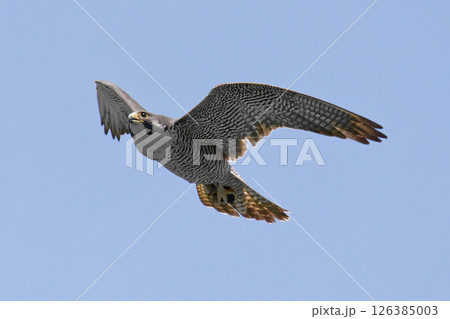 五月晴れに餌を掴んで上昇するハヤブサ 五月晴れに餌を掴んで上昇するハヤブサ 126385003
