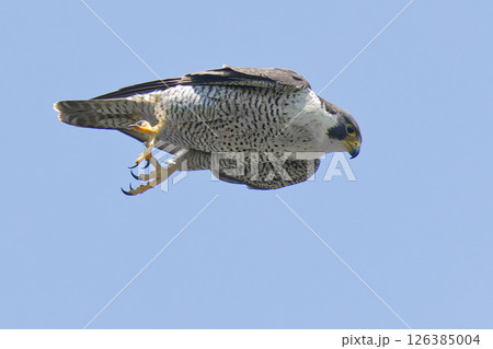 重力に任せて下降するハヤブサ 126385004