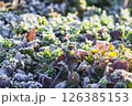 霜 126385153