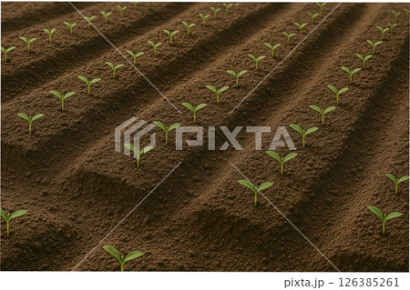 整然と並んだ高麗人参の畑の若芽と耕された土のテクスチャ 126385261