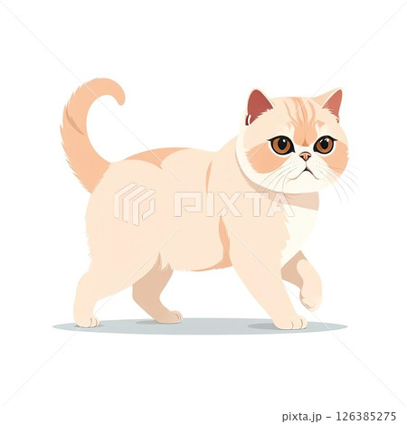 歩く姿が愛らしいエキゾチックショートヘア 126385275