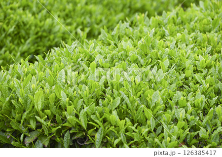 初夏の茶畑の新茶の芽吹き 初夏の茶畑の新茶の芽吹き 126385417