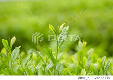 初夏の茶畑の新茶の芽吹き 初夏の茶畑の新茶の芽吹き 126385419