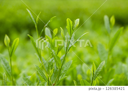 初夏の茶畑の新茶の芽吹き 初夏の茶畑の新茶の芽吹き 126385421