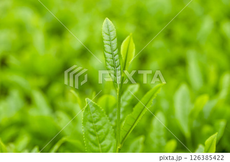 初夏の茶畑の新茶の芽吹き 126385422