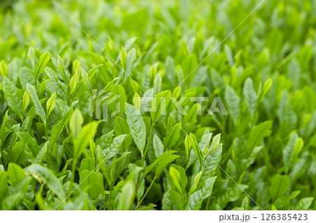 初夏の茶畑の新茶の芽吹き 初夏の茶畑の新茶の芽吹き 126385423