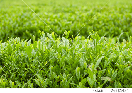 初夏の茶畑の新茶の芽吹き 126385424