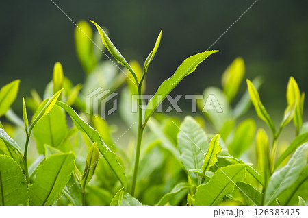初夏の茶畑の新茶の芽吹き 初夏の茶畑の新茶の芽吹き 126385425