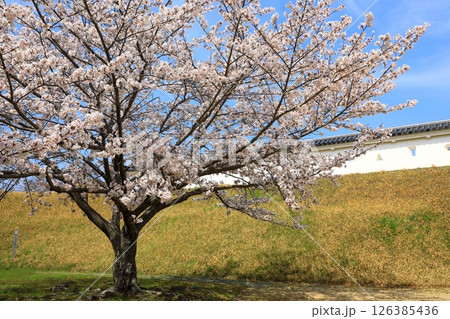 国史跡　赤穂城跡 126385436