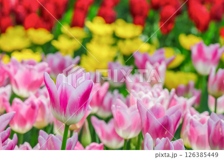 美しいチューリップの花 126385449