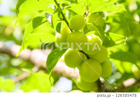 初夏の偕楽園梅園の青梅の実 初夏の偕楽園梅園の青梅の実 126385478