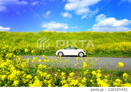 菜の花畑の道を車でドライブするイメージ 菜の花畑の道を車でドライブするイメージ 126385481