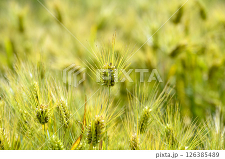 初夏の小麦畑 初夏の小麦畑 126385489