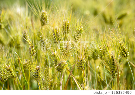 初夏の小麦畑 126385490
