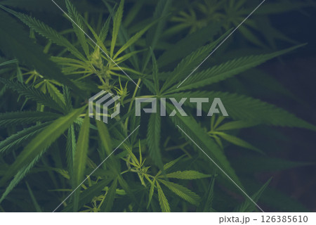 Green weed Marijuana Hemp leaf made cannabis crude oil medicine farm. CBC, THC herb agriculture Weed leaf Drug. Medicine cannabis plant herb CBC. Medicine sustainability concept 126385610