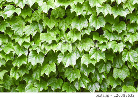 蔦の葉の絡まる風景 蔦の葉の絡まる風景 126385632