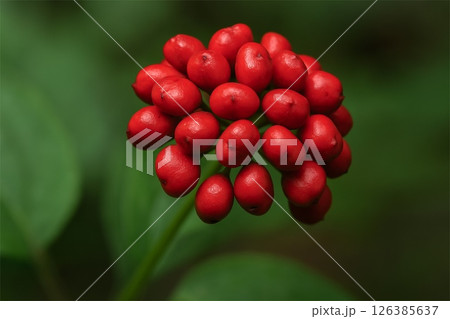 赤く熟した高麗人参の実のクローズアップ イラスト 赤く熟した高麗人参の実のクローズアップ イラスト 126385637