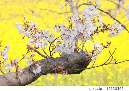 春の訪れを告げる桜 126385654