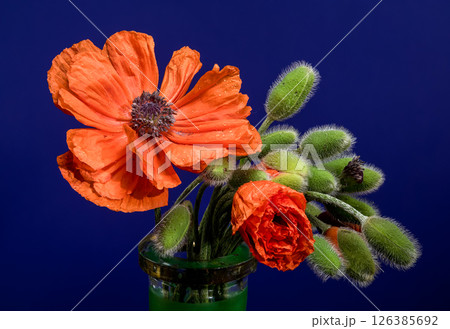 Vibrant Orange Poppy with Buds on Deep Blue Vibrant Orange Poppy with Buds on Deep Blue 126385692
