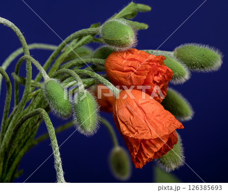 Vibrant Orange Poppy with Buds on Deep Blue Vibrant Orange Poppy with Buds on Deep Blue 126385693