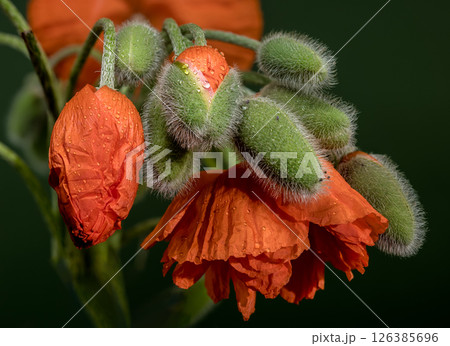 Vibrant Orange Poppy Blooms and Fuzzy Buds on Dark Green Vibrant Orange Poppy Blooms and Fuzzy Buds on Dark Green 126385696