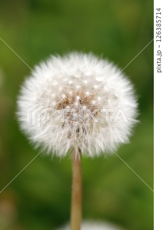 タンポポの綿毛 126385714