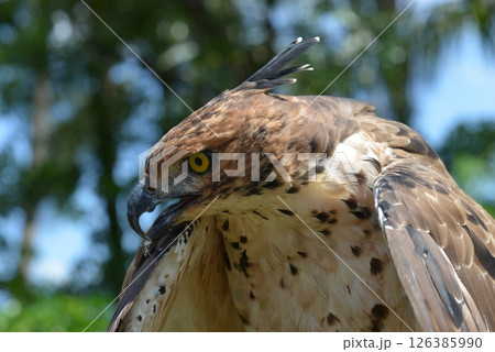 Changeable Hawk-Eagle 126385990