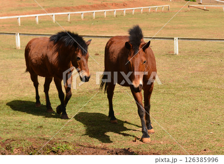 Two Brown Horses Grazing on Green Pasture Under Sunlight in Natural Setting 126385996