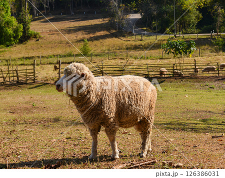 Thick-Wool Ram Standing on Grass Pasture in Natural Sunlight 126386031