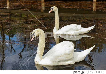 White swans swimming together in calm pond 126386066