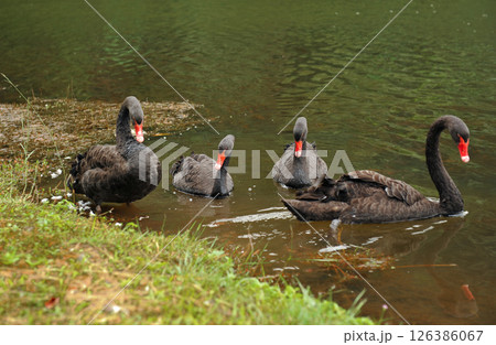 Black swans swimming together in calm pond Black swans swimming together in calm pond 126386067