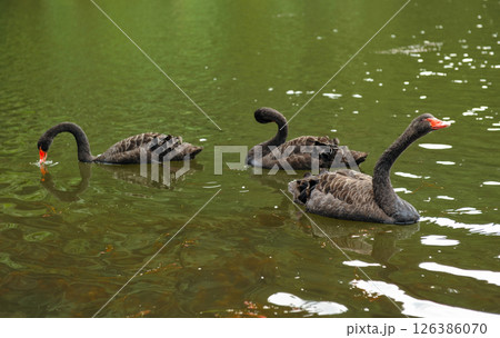 Black swans swimming together in calm pond 126386070