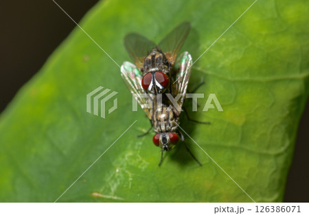 Green bottle fly resting on green leaf in natural light 126386071