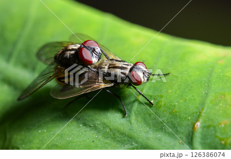 Green bottle fly resting on green leaf in natural light 126386074
