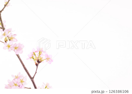 桜（白バック） 126386106