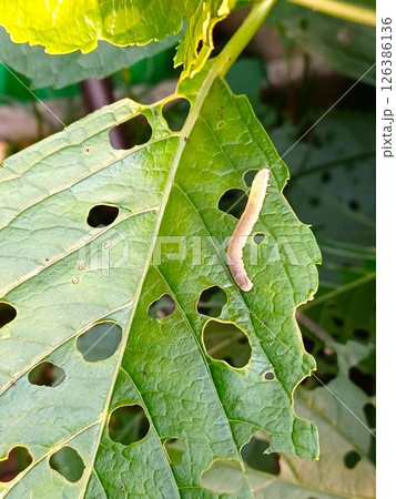 アジサイの葉を穴だらけにするアジサイハバチの幼虫 害虫被害 アジサイの葉を穴だらけにするアジサイハバチの幼虫 害虫被害 126386136