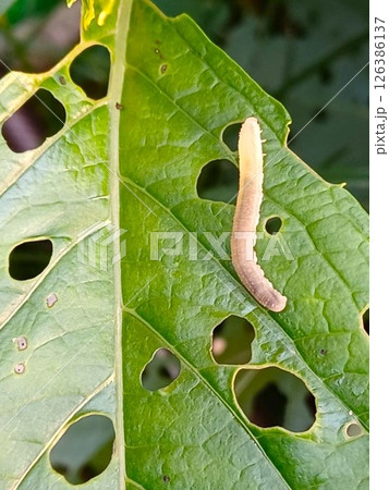 アジサイの葉を穴だらけにするアジサイハバチの幼虫　害虫被害 126386137