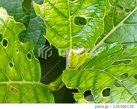 アジサイの葉を穴だらけにするアジサイハバチの幼虫　害虫被害 126386139