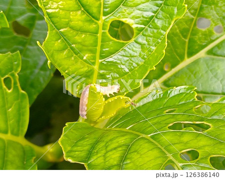 アジサイの葉を穴だらけにするアジサイハバチの幼虫　害虫被害 126386140