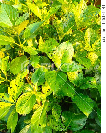 アジサイの葉を穴だらけにするアジサイハバチの幼虫　害虫被害 126386141
